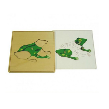 Строение лягушки с контуром - «globural.ru» - Чебоксары