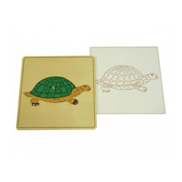 Строение черепахи с контуром - «globural.ru» - Чебоксары