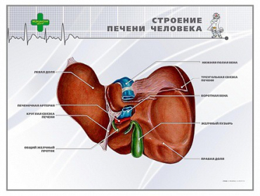 Стенд "Строение печени человека" - «globural.ru» - Чебоксары