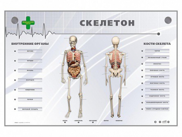 Электрифицированный стенд-тренажер "Скелетон" - «globural.ru» - Чебоксары