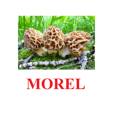 "Mushrooms" ("Грибы") английские карточки Домана - «globural.ru» - Чебоксары