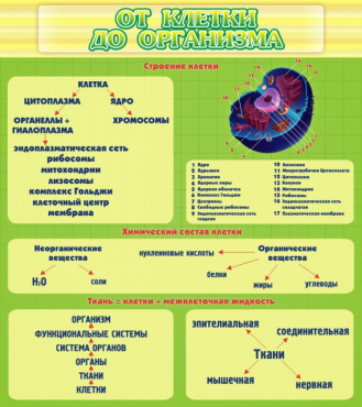 Стенд "От клетки до организма" - «globural.ru» - Чебоксары