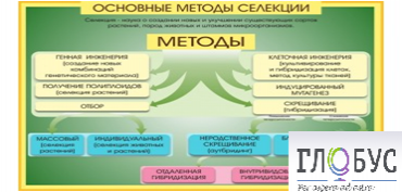 Стенд "Методы селекции и биотехнологии" - «globural.ru» - Чебоксары