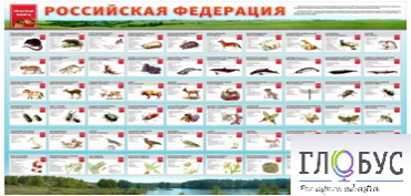 Стенд "Красная книга РФ" - «globural.ru» - Чебоксары