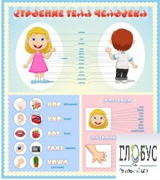 Стенд "Строение человека" для детей - «globural.ru» - Чебоксары