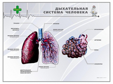 Стенд "Дыхательная система человека" - «globural.ru» - Чебоксары