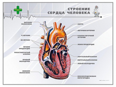 Стенд "Строение сердца человека" - «globural.ru» - Чебоксары