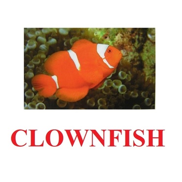 "Fish" ("Рыбы") английские карточки Домана - «globural.ru» - Чебоксары