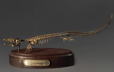 Модель скелета мозазавра Mosasaurus - «globural.ru» - Чебоксары
