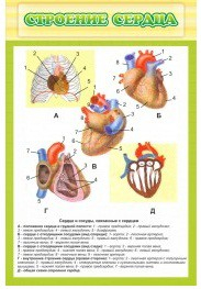 Стенд "Строение сердца" - «globural.ru» - Чебоксары