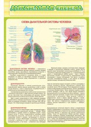 Стенд "Дыхательная система" - «globural.ru» - Чебоксары